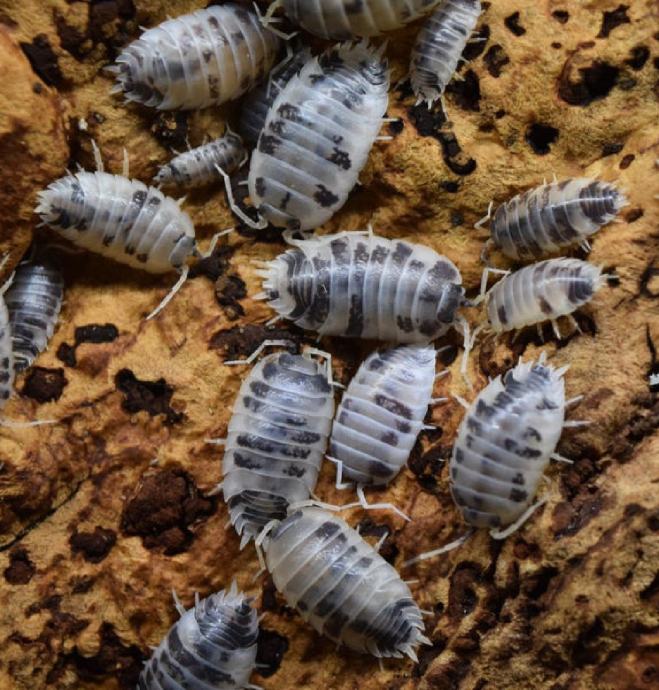 Porcellio laevis "Dairy cow" izopodi