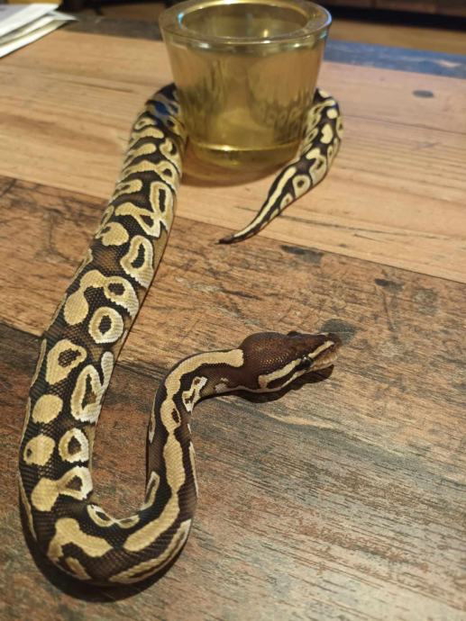 KRALJEVSKI PITON (Python regius)MORPH