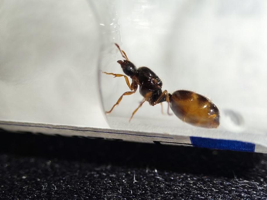 Kraljica Mrava / Ant Queen (Solenopsis Fugax)