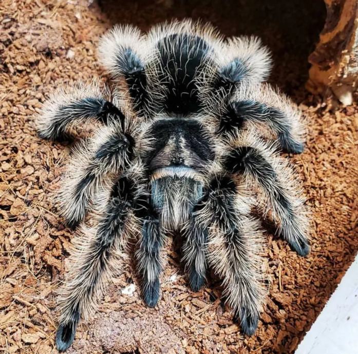 Mlada tarantula Tiltocatl alboliposum nicaragua