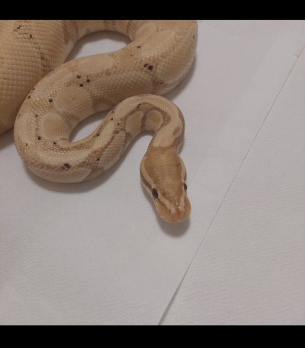 Piton banana het clown