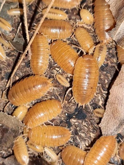 Porcellio laevis "Orange" izopodi