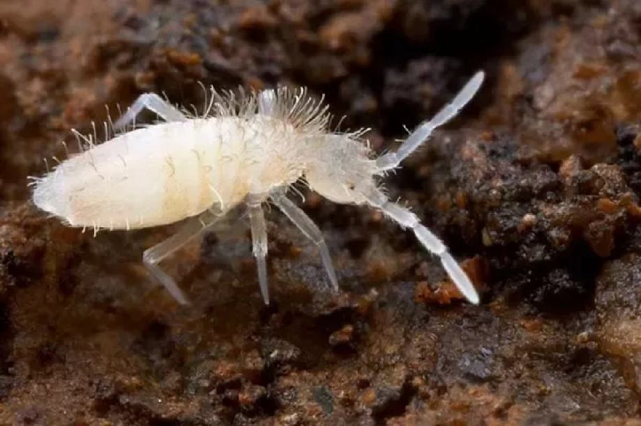 Springtails Tropical White (Collembola sp.) / skokuni