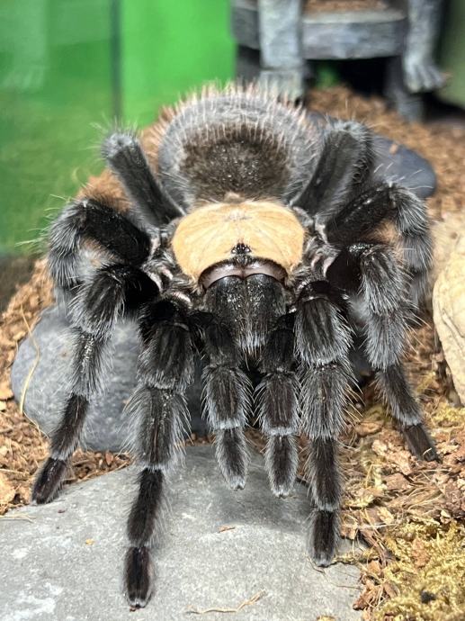 Tarantula B.Albiceps 0.1