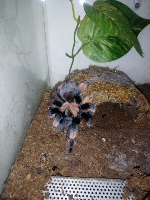 Tarantula b. emilia