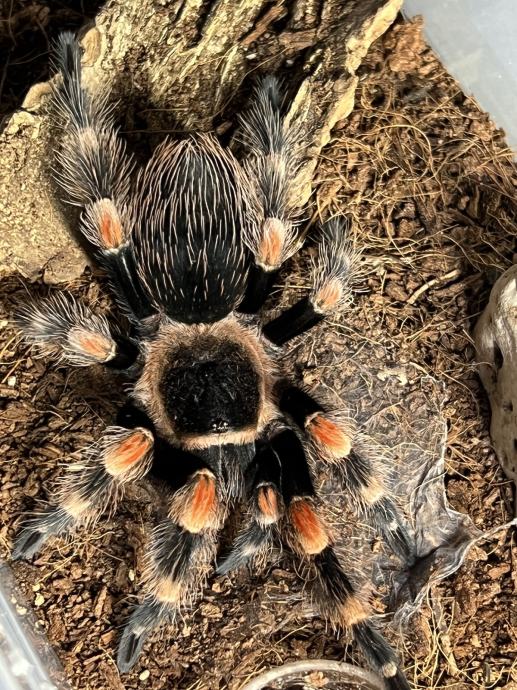 Tarantula B.hamorii 0.1