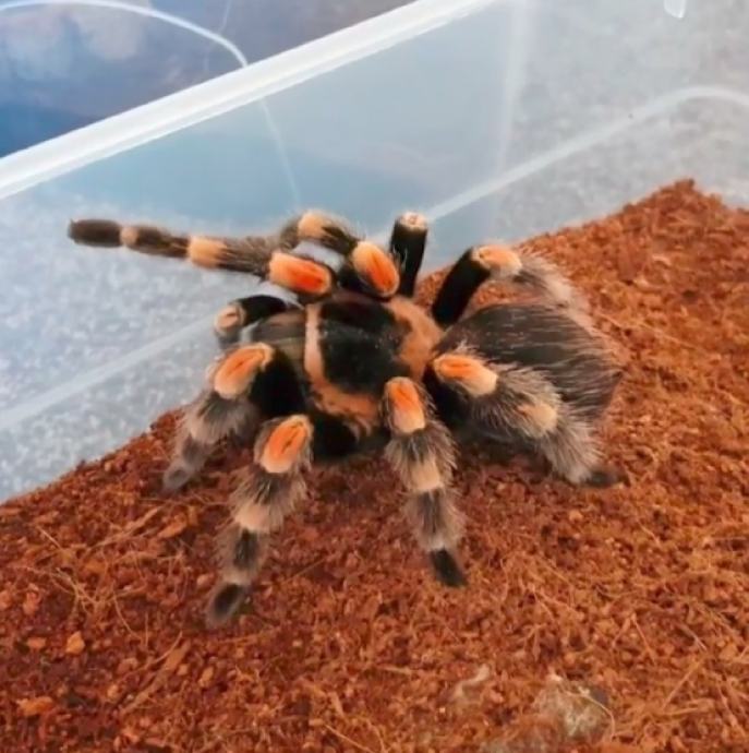 Tarantula Brachypelma Smithi sa terarijem i priborom