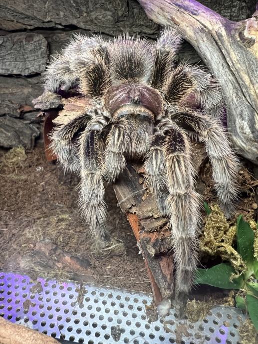 Tarantula G.Rosea 0.1