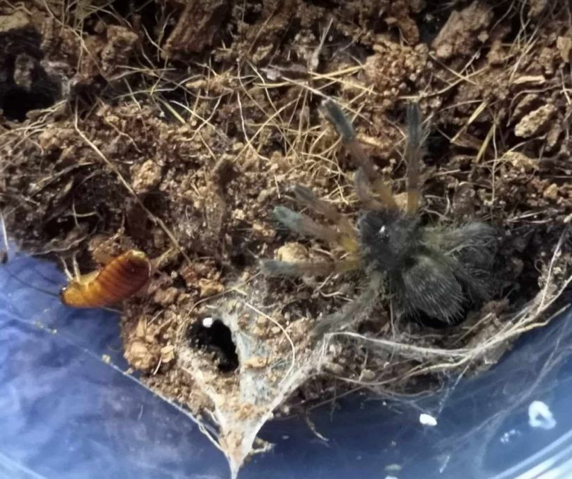 TARANTULA / TARANTULE Harpactira pulchripes