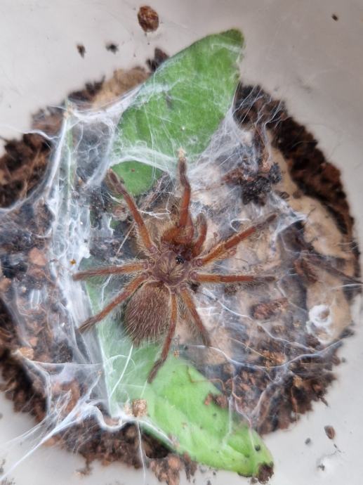 TARANTULA / TARANTULE  SLINGOVI (H.Pulchripes)