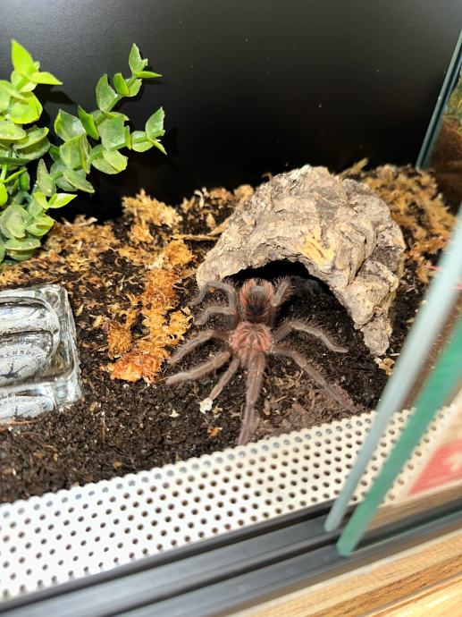 Tarantula Xenesthis Intermedia