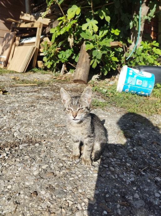 mačići na poklon