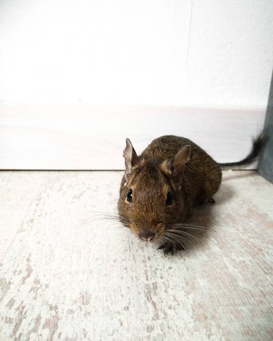 DEGU - čileanska vjeverica - POKLANJAM