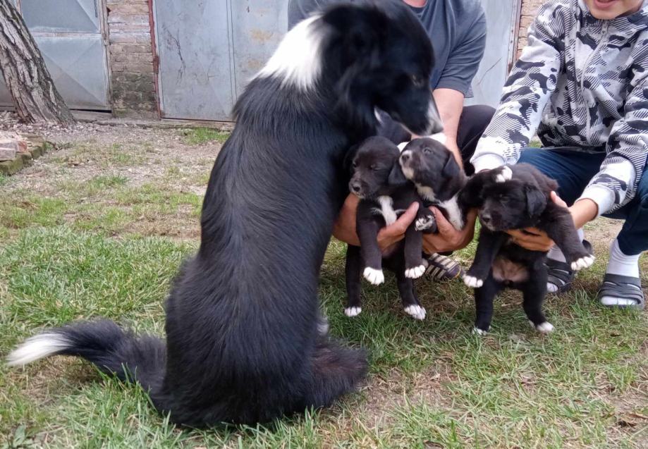 Poklanjam štence border collie