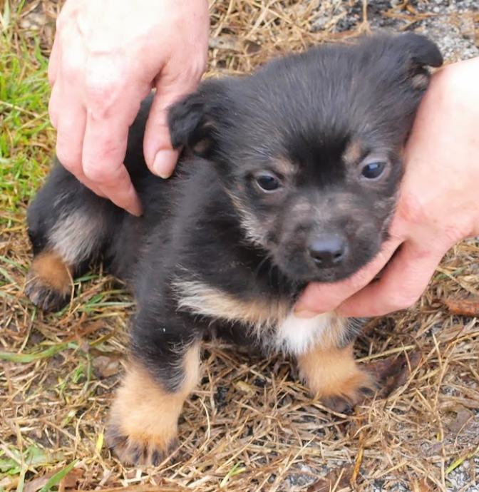 Bella i Bobby, dvije minijaturne pseće bebice traže domove!