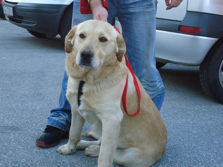 BON žuti labrador