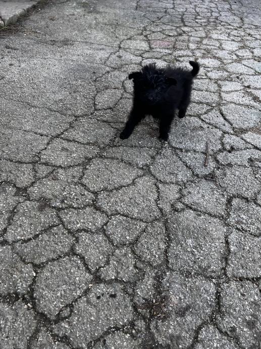 Poklanjam štence mješanac hrvatski ovčar - border collie