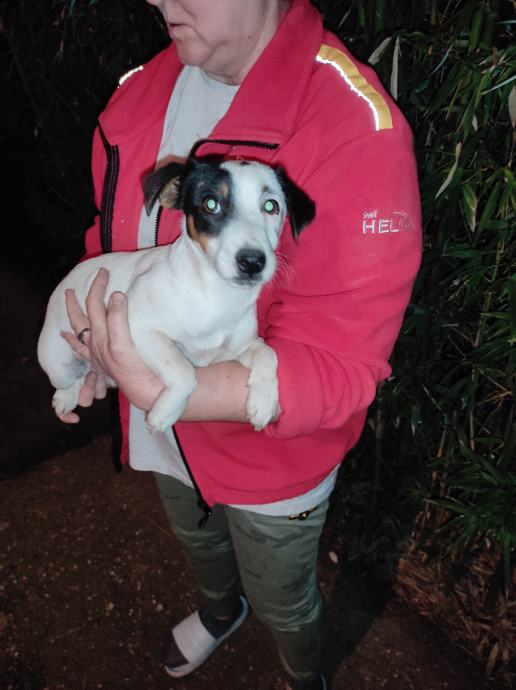 Poklanjamo Jack Russell Terijere