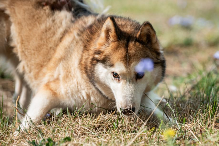 RUBIN ljepota u tipu Sable huskya