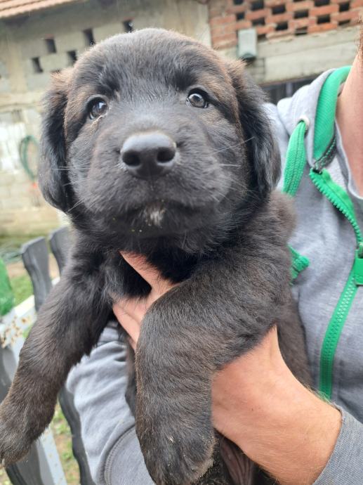 Štenci labrador retriever