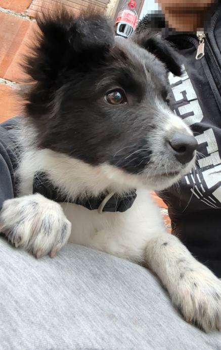 štene border collie