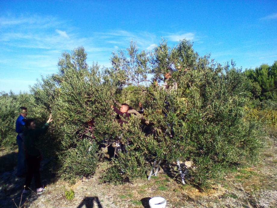 Maslinovo ulje s primoštenskog područja