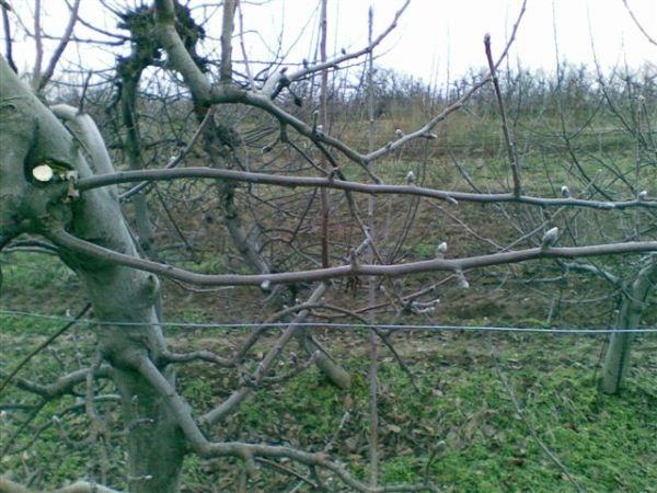 Obrezivanje voćaka i vinograda