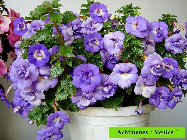 Achimenes