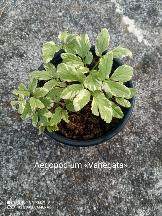 Aegopodium 'Variegatum'