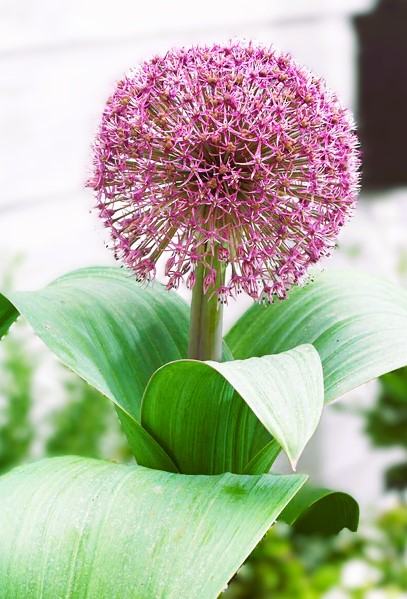 Allium karataviense 'Red Giant', 3 lukovice: 6,00 €, PRODAJEM