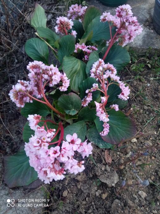 Bergenia