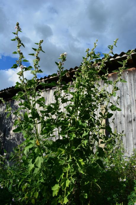 Bijeli sljez - Althea officinalis - sadnice