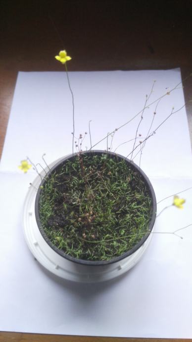 Biljka mesožderka / Utricularia subulata / Mješinka