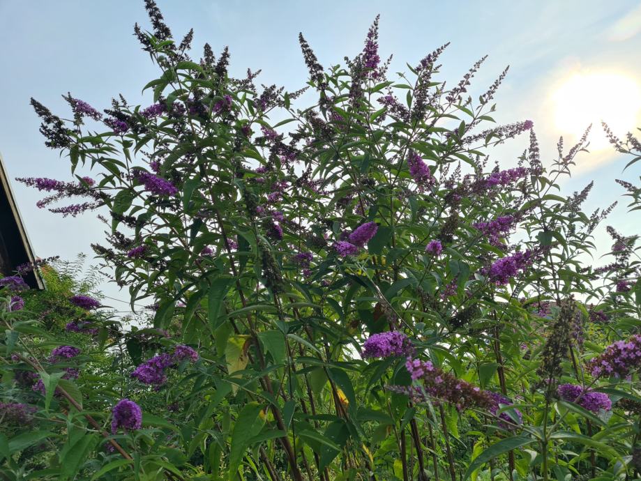 Budleja - Ljetni jorgovan - Buddleja davidii - sadnice