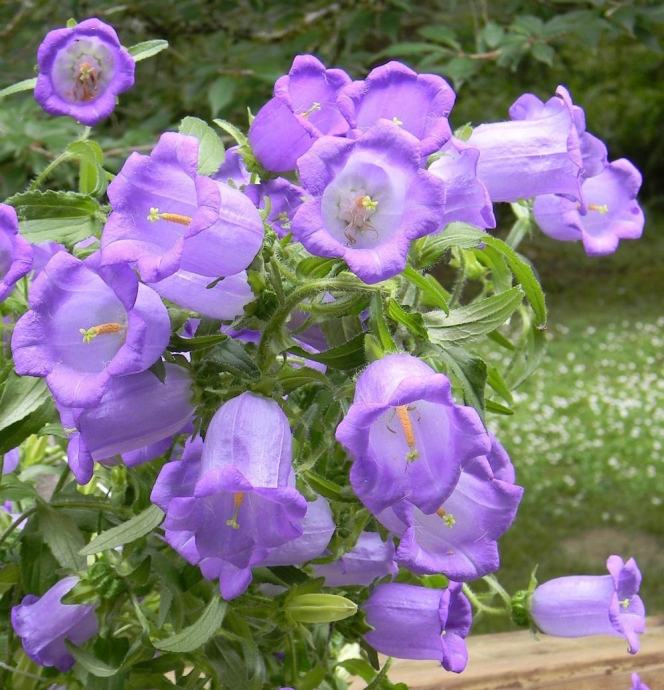 Campanula blue bells / SADNICE