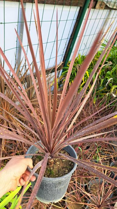 Cordyline australis (purpurea)