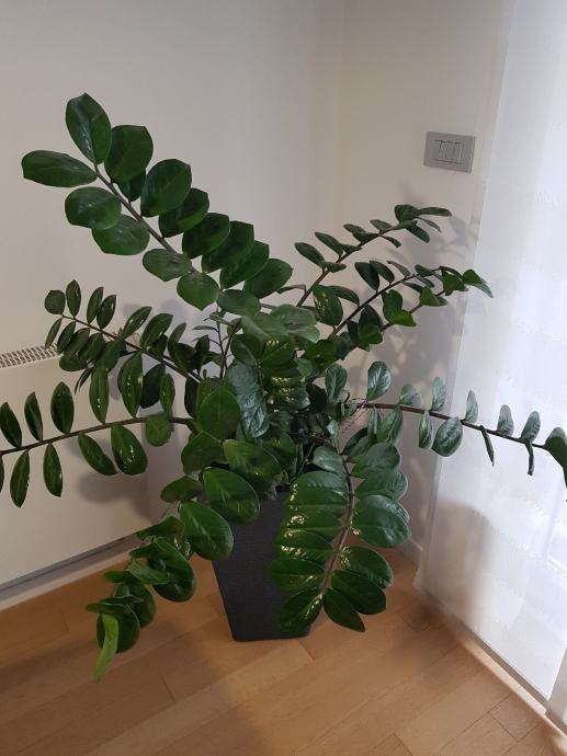 CVIJET U TEGLI ZAMIOCULCAS