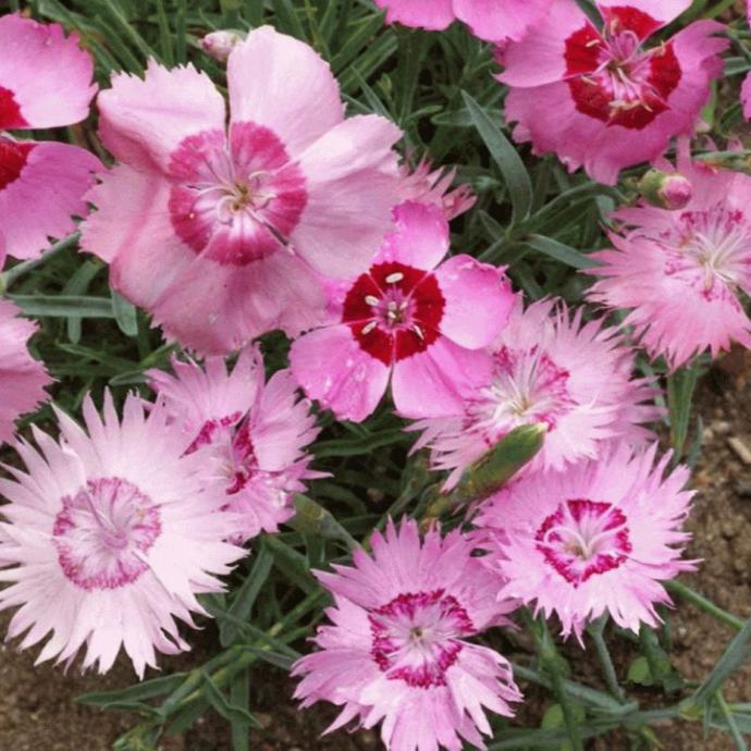 Dianthus plumarius (Perasti karanfil )