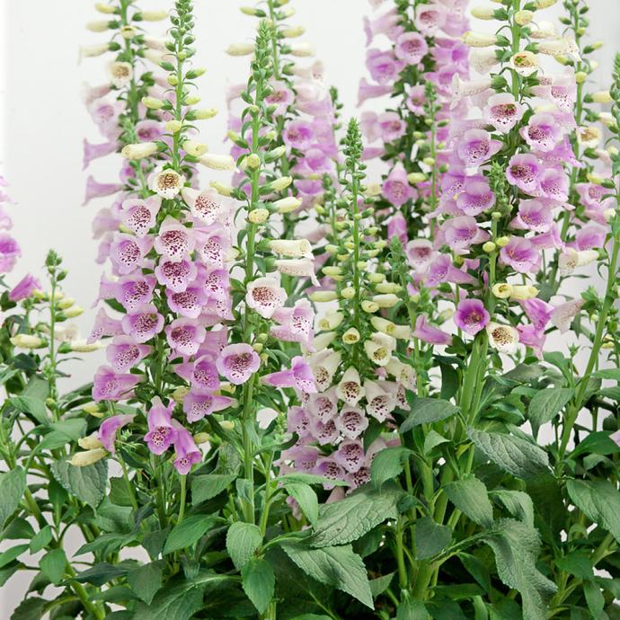 DIGITALIS CAMELOT LAVENDER