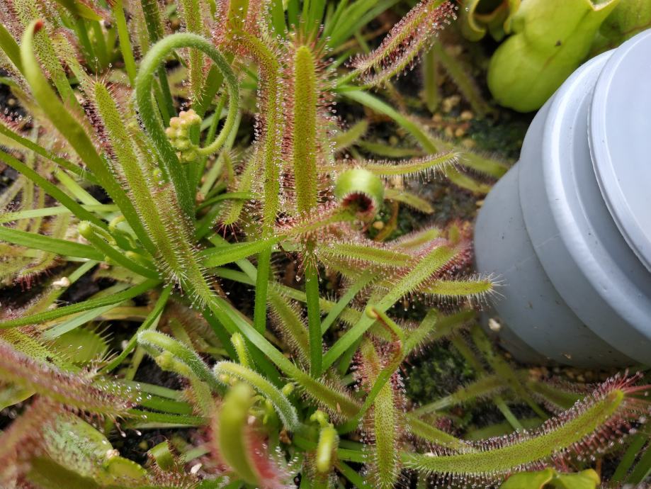 Drosera capensis / Južnoafrička rosika / Biljka mesožderka - SJEME