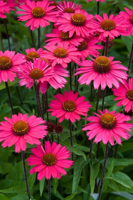 Echinacea / Sensation Pink / SADNICE