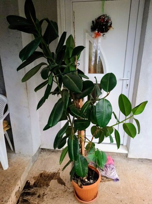 FIKUS visine ca 2 m  FICUS ELASTICA