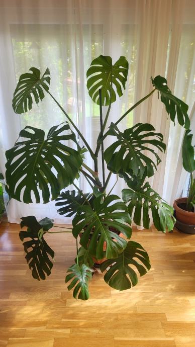 FILODENDRON - MONSTERA DELICIOSA