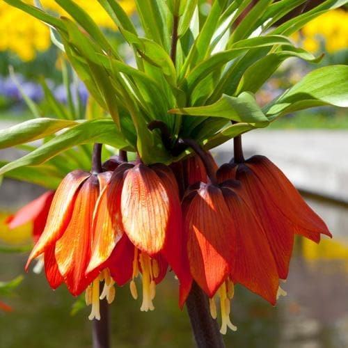 Fritillaria imperialis 'Rubra', 1 lukovica: 7,55 €, PRODAJEM