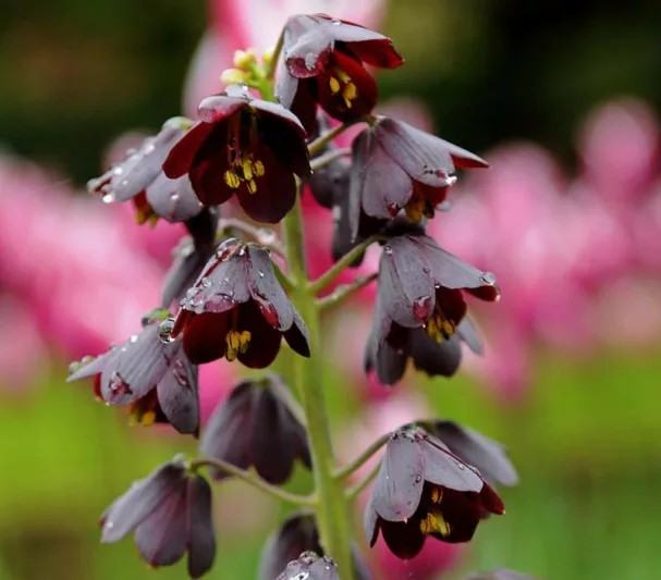 Fritillaria persica, 1 lukovica: 6,75 €, PRODAJEM