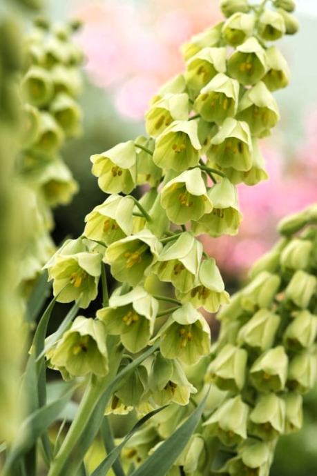 Fritillaria persica 'Ivory Bells', 1 lukovica: 8,95 €, PRODAJEM