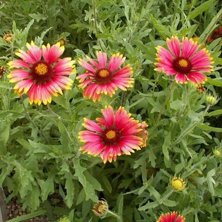 Gaillardia Indian / SADNICE