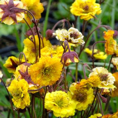 Geum yellow / Sjeme