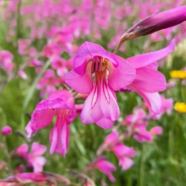 Gladiolus italicus, 10 lukovica: 4,55 €, PRODAJEM