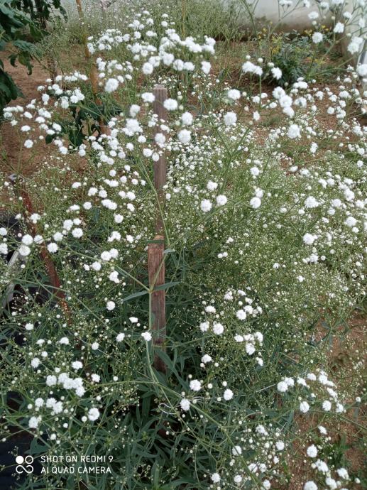 GYPSOPHILA Paniculata  snowflake